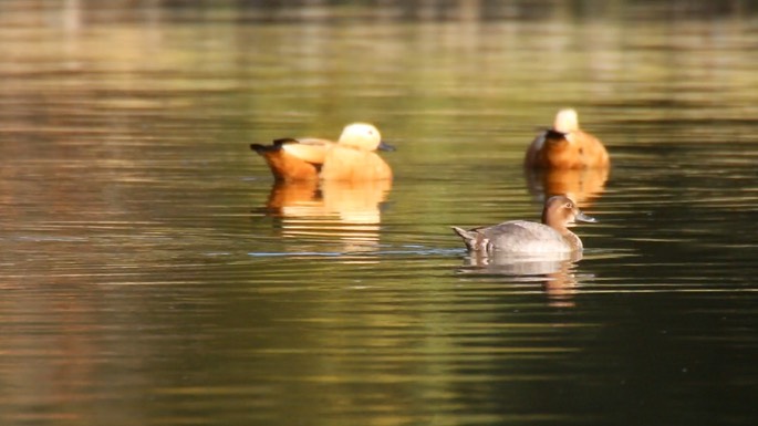 Pochard, Common