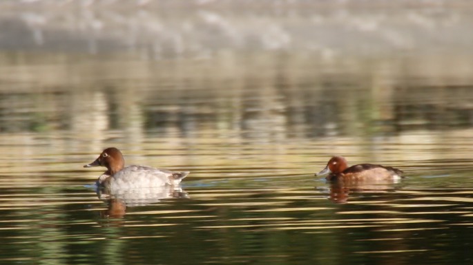 Pochard, Ferruginous 1