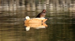 Pochard, Ferruginous 2