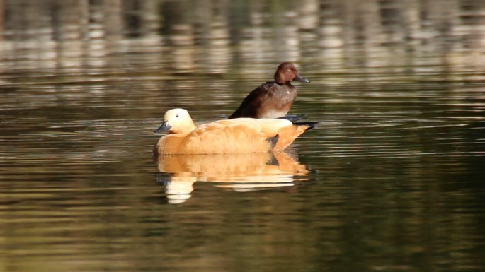 Pochard, Ferruginous 2