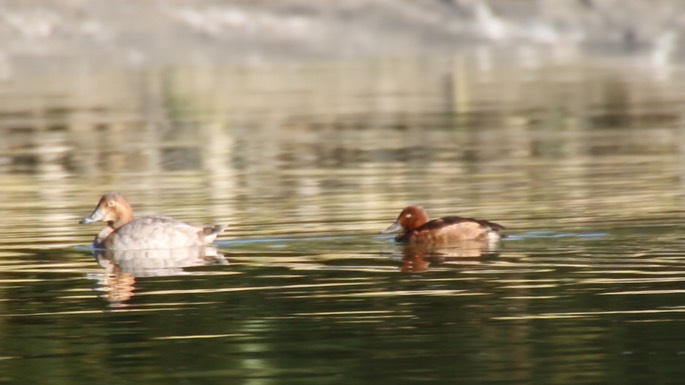 Pochard, Ferruginous
