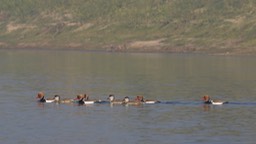 Pochard, Red-crested. Rhodonessa rufina