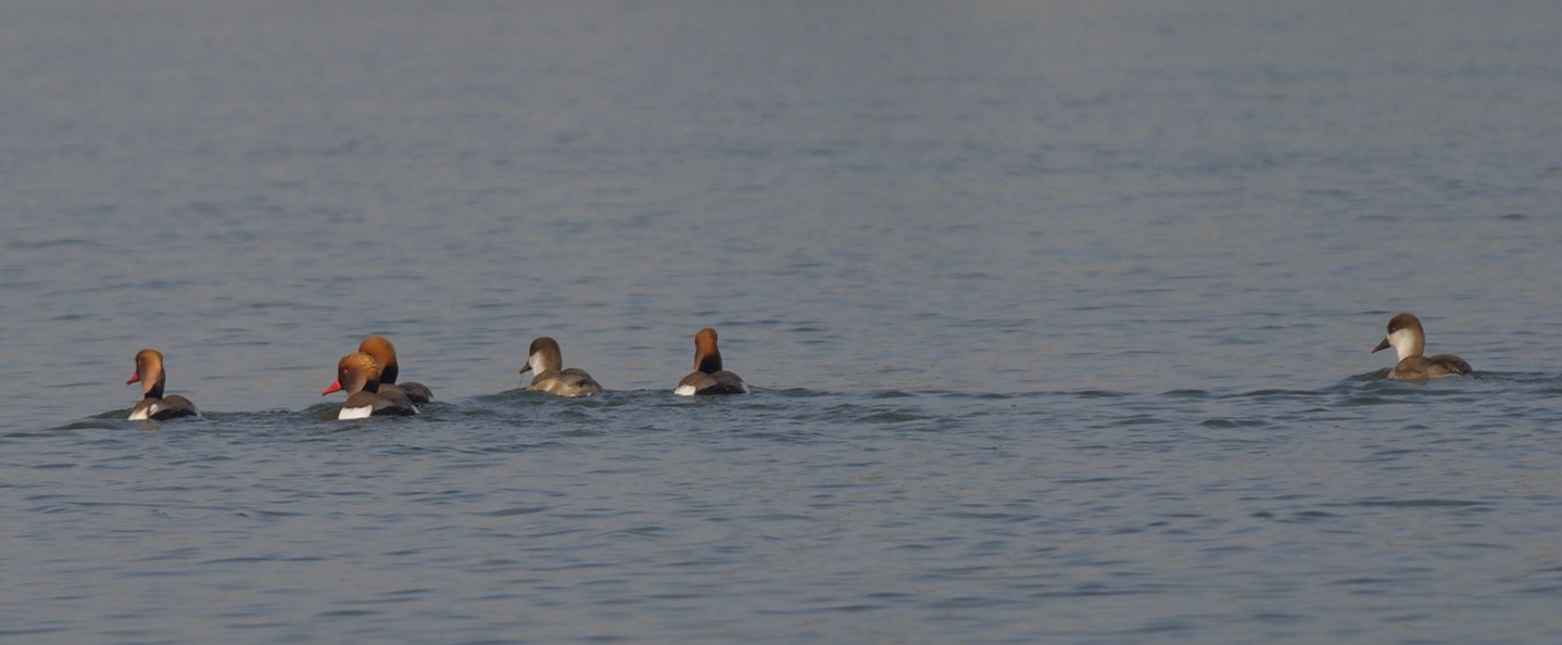 Pochard, Red-crested. Rhodonessa rufina 2