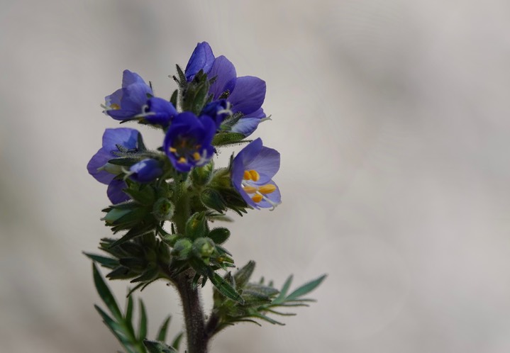 Polemonium foliosissimum062391a