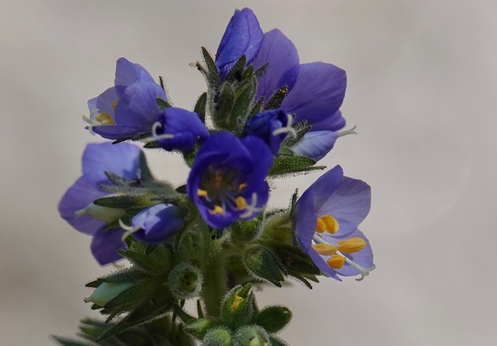 Polemonium foliosissimum062319c