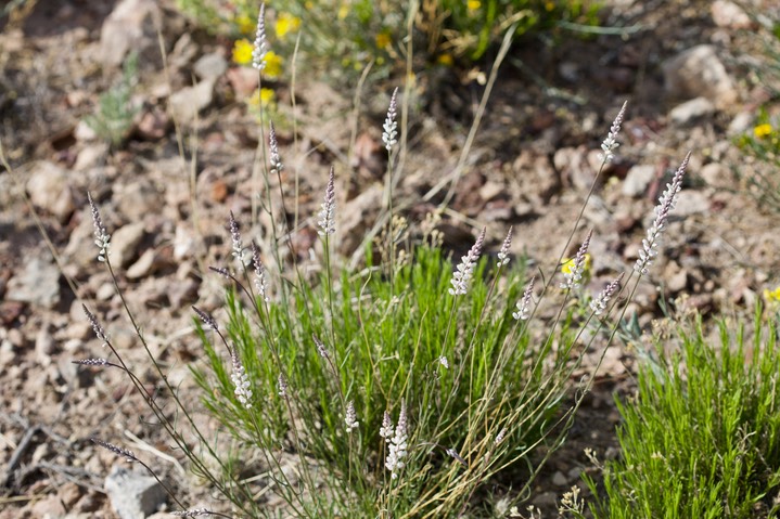 Polygala alba (White Milkwort) -- Polygalaceae 4-27a