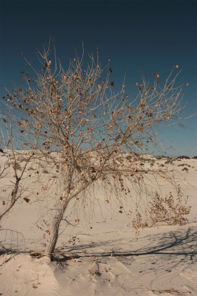 Populus fremontii2