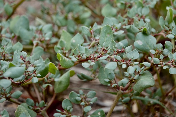 Portulaca oleracea, Garden Purslane