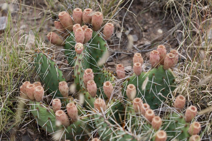 Possibly Opuntia camanchica, Tulip Pricklypear3