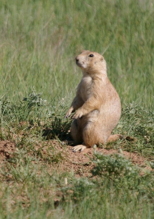 Wyoming Black-tailed Prairie Dog