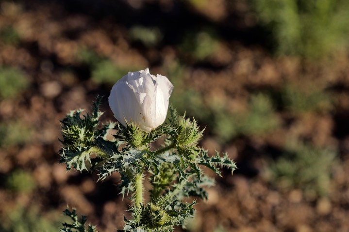 Prickley Poppy, Argemone pleiacantha