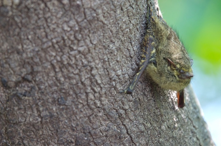 Proboscis Bat1