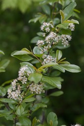 Prunus virginiana var. melanocarpa 1