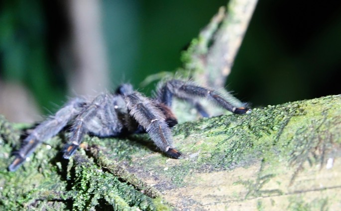 Psalmopeus cambridgei1