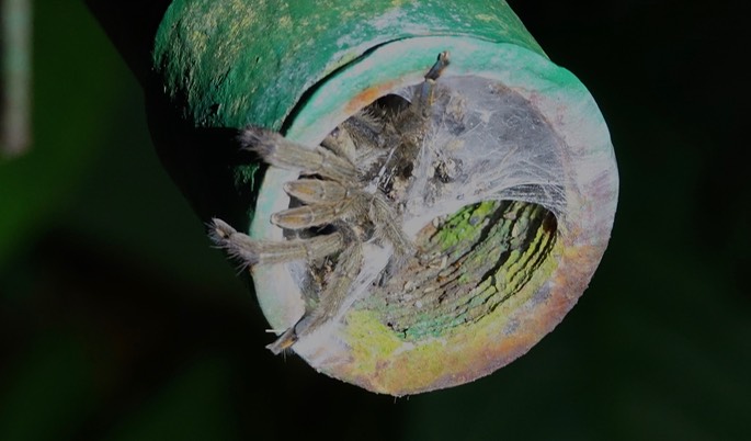 Psalmopeus cambridgei2
