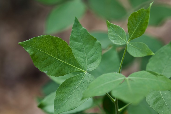 Ptelea trifoliata, Hoptree2