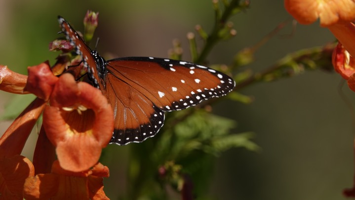 Queen, Danaus gilippus b
