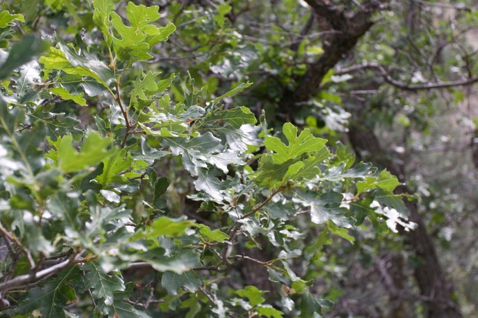 Quercus gambelii2