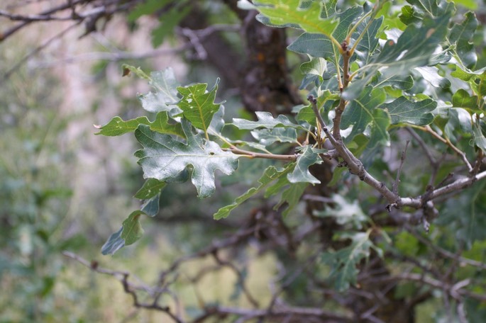 Quercus gambelii3