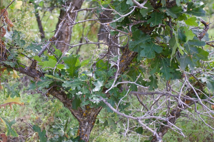 Quercus gambelii4