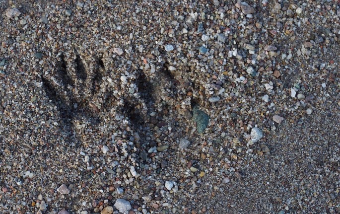 racoon-tracks_med