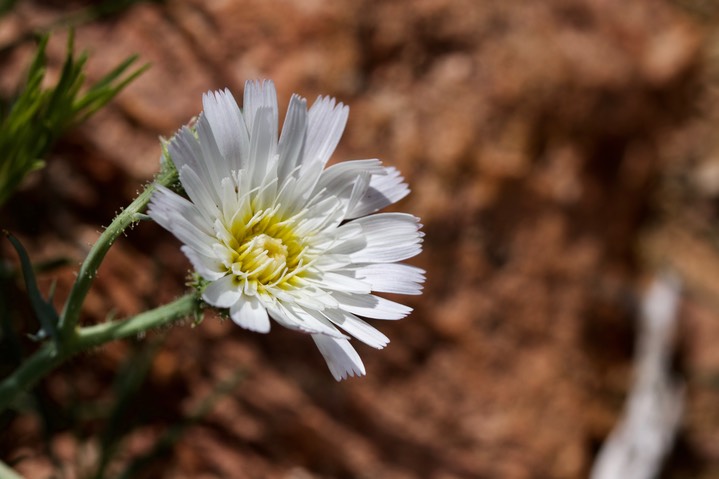 Rafinesquia neomexianca, Desert Chicory2