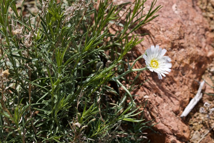 Rafinesquia neomexianca, Desert Chicory1