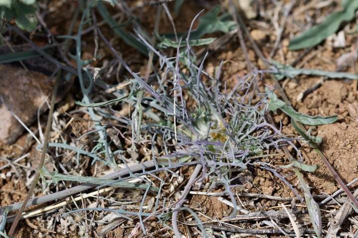 Rafinesquia neomexianca, Desert Chicory3