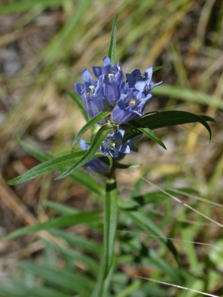Railroad Canyon gentian 1 2