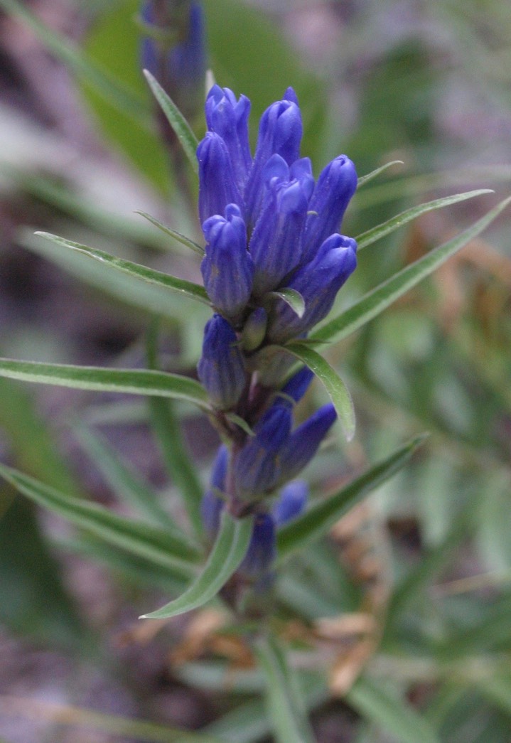 Railroad Canyon gentian 4 2
