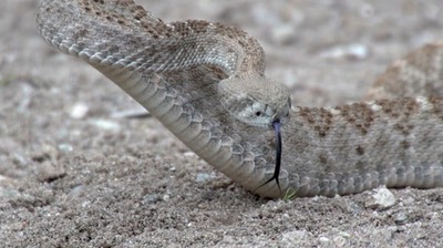 rattlesnake-1_med_hr-2