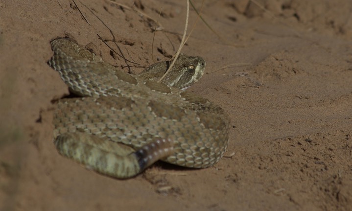 Rattlesnake, Western Prairie4