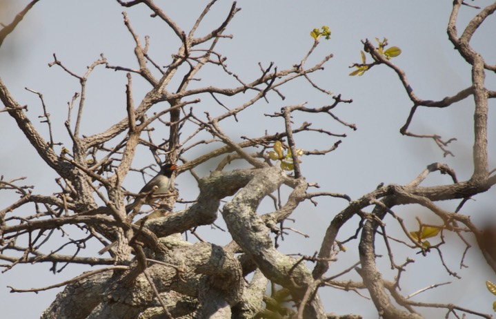 Red-billed Pied Tanager, Lamprospiza melanoleuca1