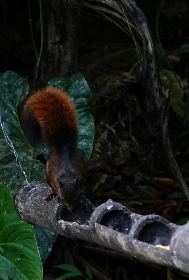Red-tailed Squirrel1