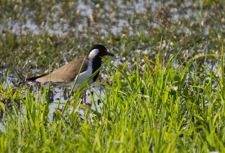 Red-wattled Lapwing, Vanellus indicus3