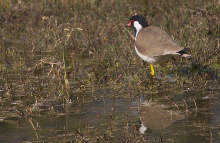 Red-wattled Lapwing, Vanellus indicus Keoladeo