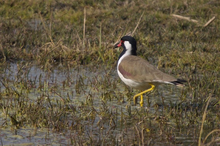 Red-wattled Lapwing, Vanellus indicus2