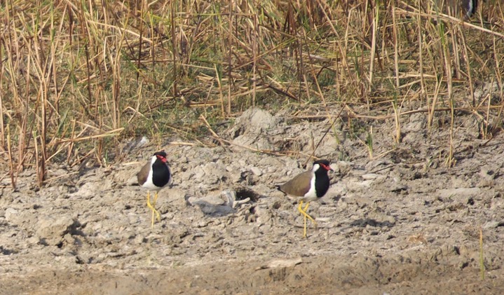 Red-wattled Lapwing, Vanellus indicus 2a