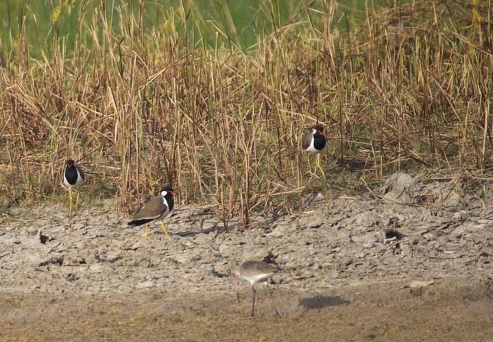 Red-wattled Lapwing, Vanellus indicus & Black-tailed Godwit Limosa limosa1