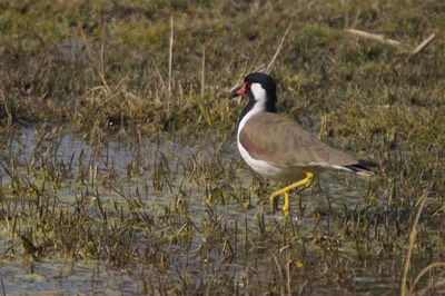 Red-wattled Lapwing, Vanellus indicus2