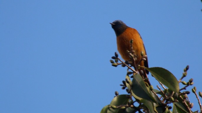 Redstart, Blue-fronted