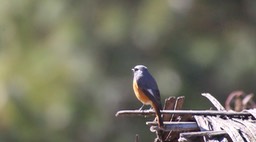 Redstart, Hodgson's 1
