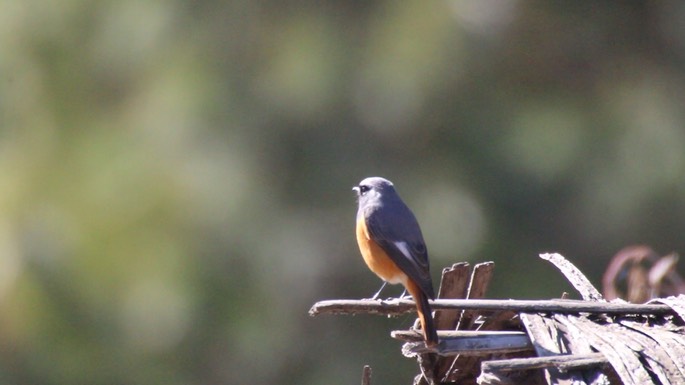 Redstart, Hodgson's 1