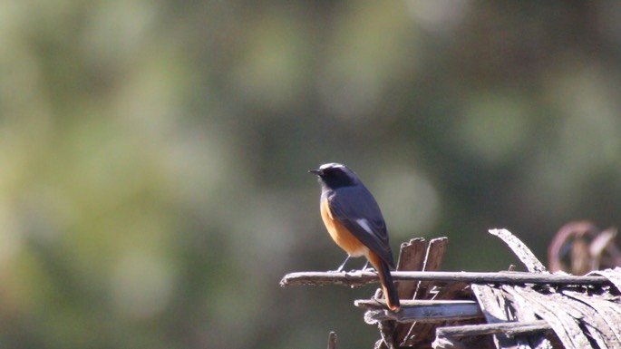Redstart, Hodgson's 2