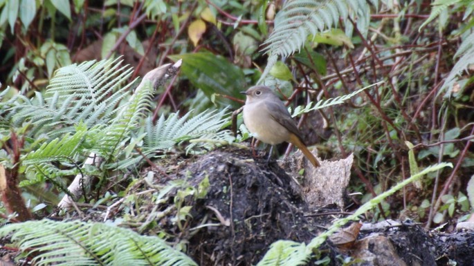 Redstart, Hodgson's
