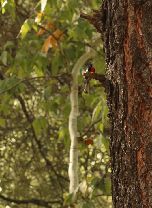 Redstart, Painted - Myioborus pictus