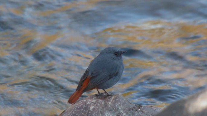 Redstart, Plumbeous Water 2