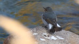 Redstart, Plumbeous Water 3