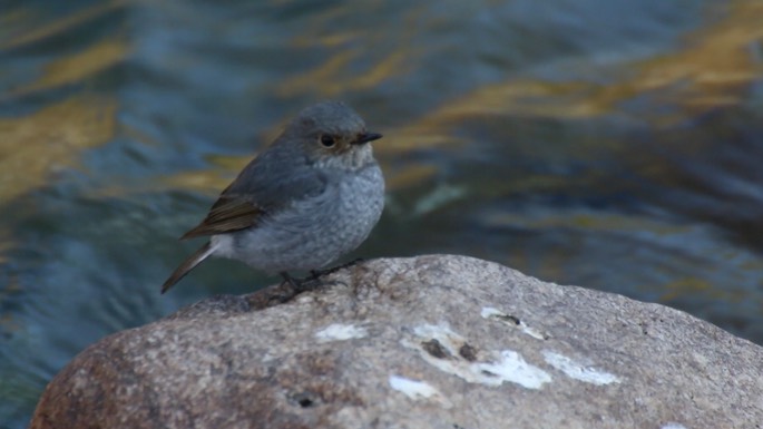 Redstart, Plumbeous Water 4