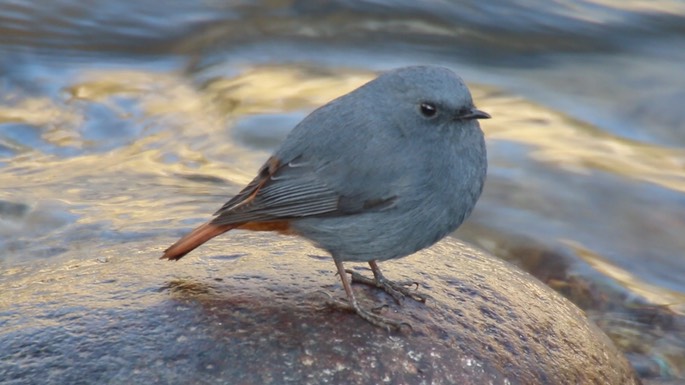 Redstart, Plumbeous Water